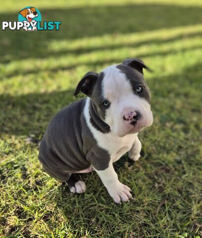 Pure Bred American Blue Staffy
