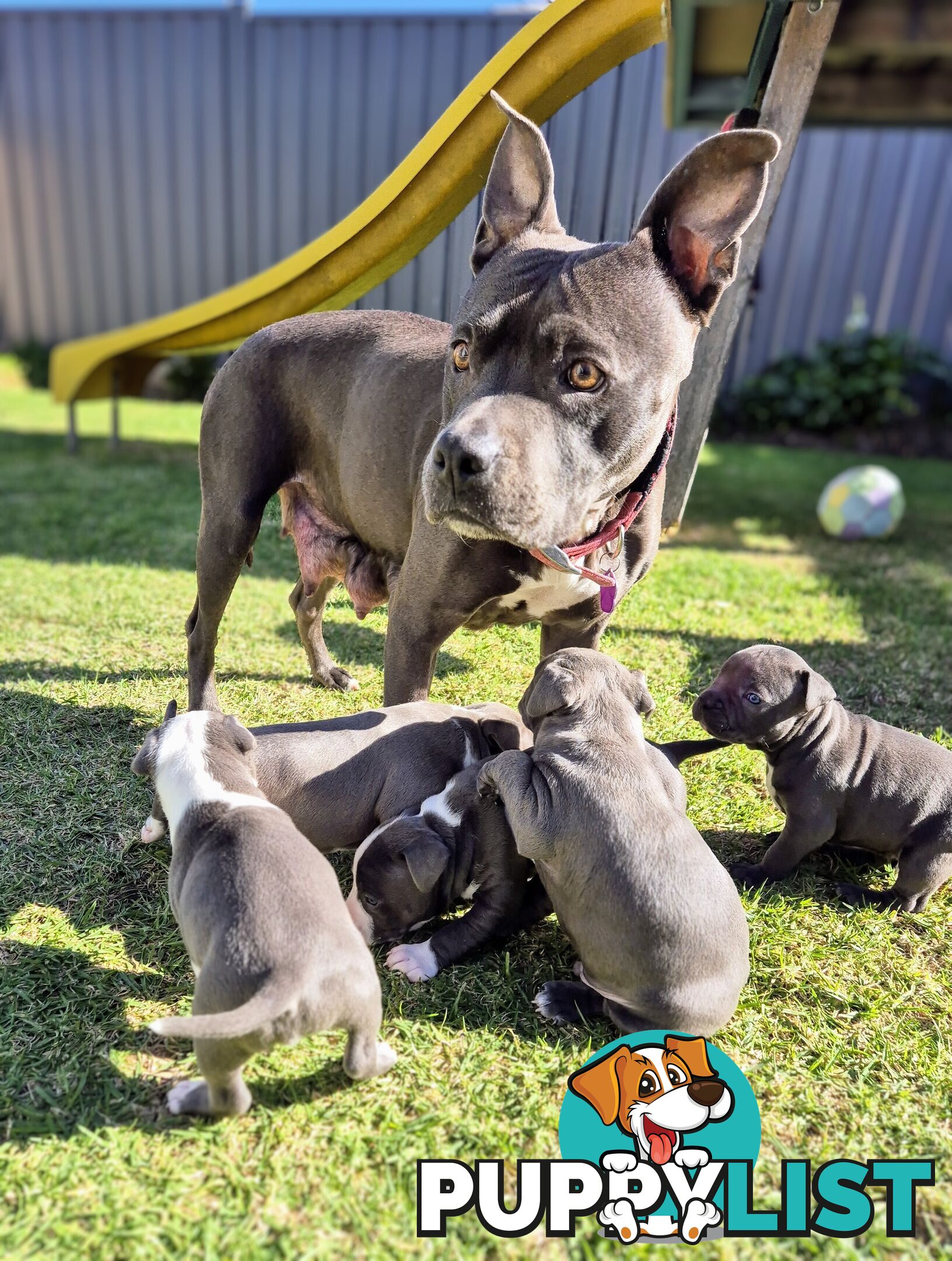Pure Bred American Blue Staffy