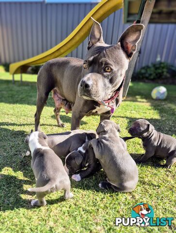 Pure Bred American Blue Staffy