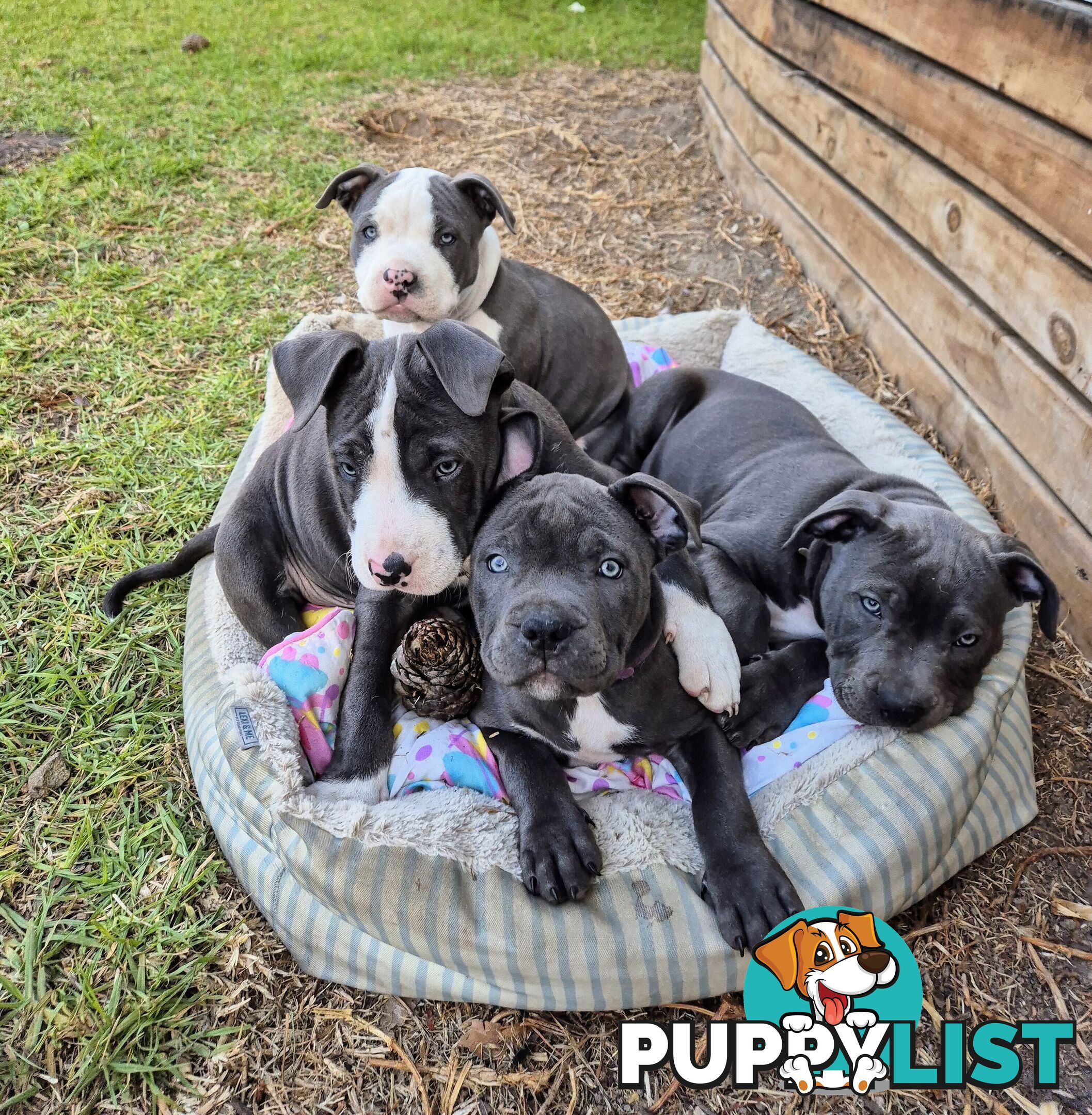 Pure Bred American Blue Staffy