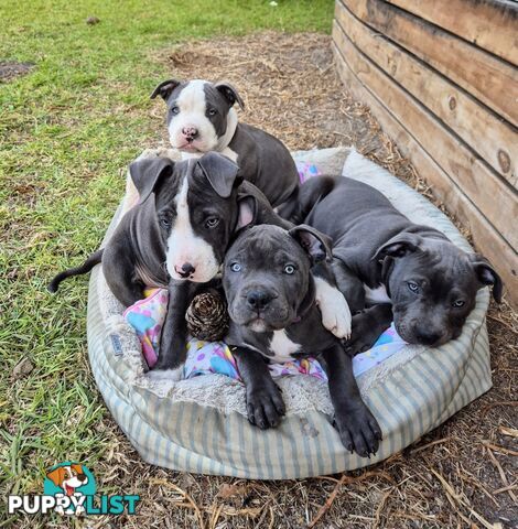 Pure Bred American Blue Staffy