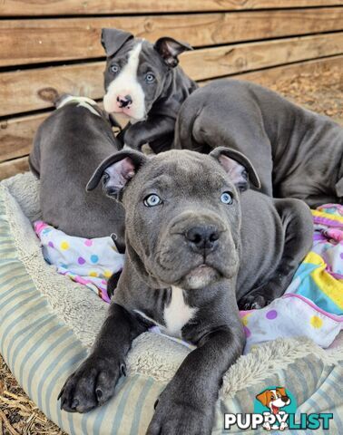 Pure Bred American Blue Staffy