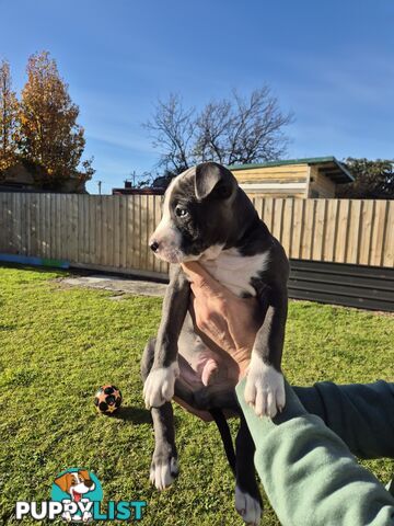 Pure Bred American Blue Staffy