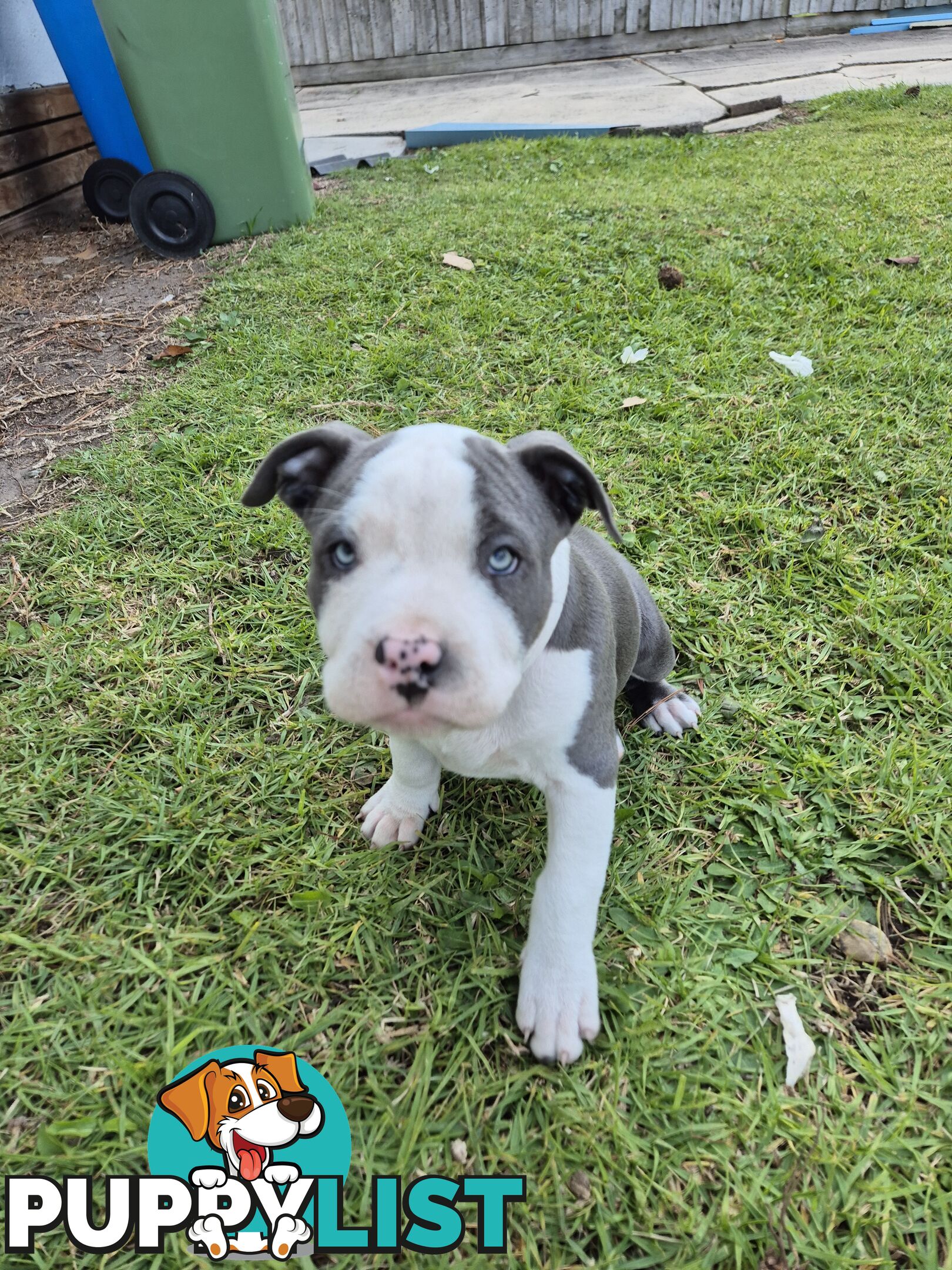 Pure Bred American Blue Staffy
