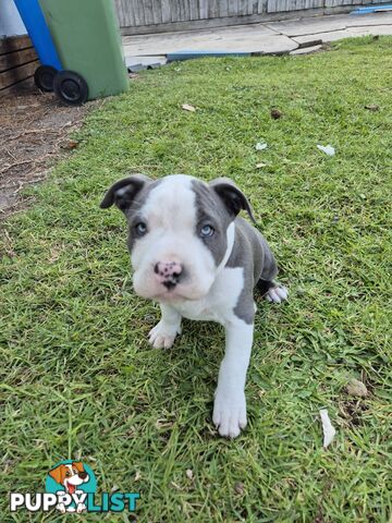 Pure Bred American Blue Staffy