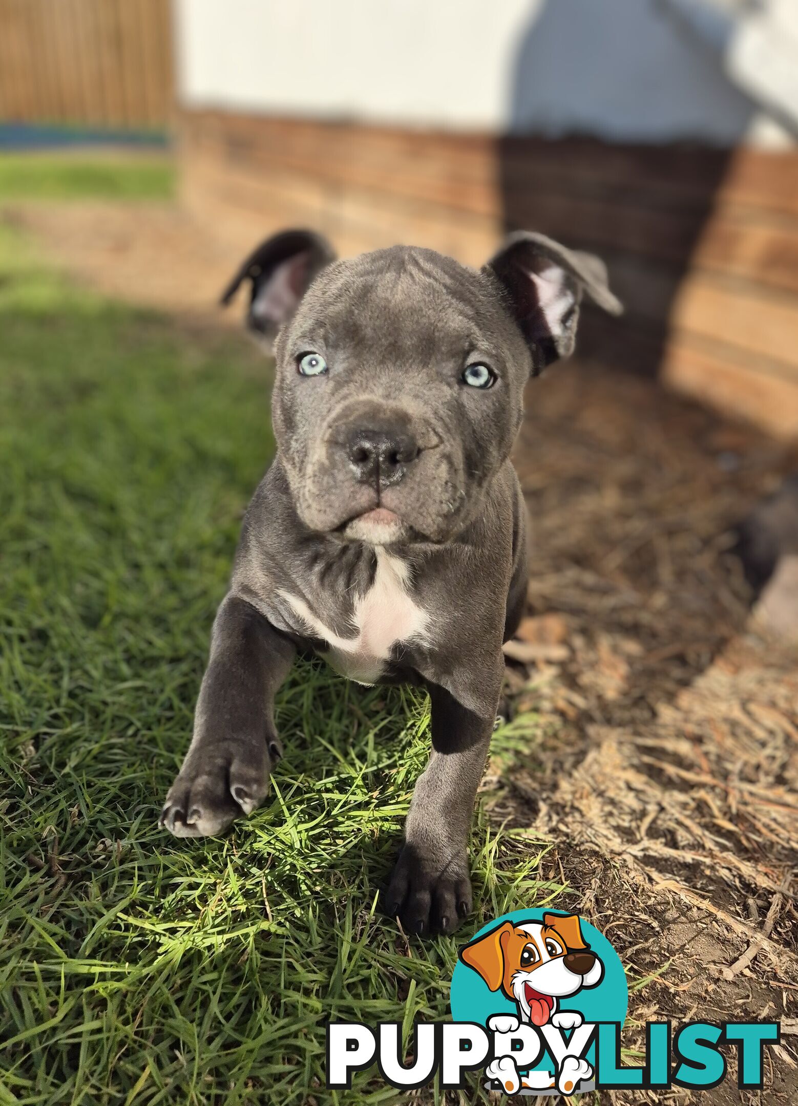 Pure Bred American Blue Staffy