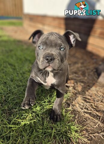 Pure Bred American Blue Staffy