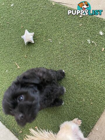 Poodle x. Very cheeky