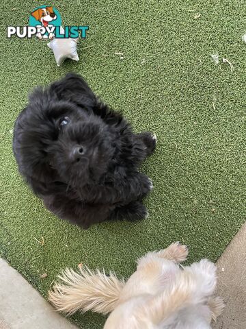 Poodle x. Very cheeky