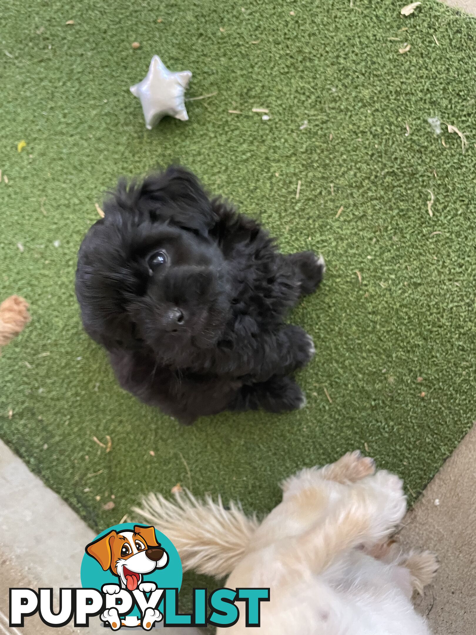 Poodle x. Very cheeky