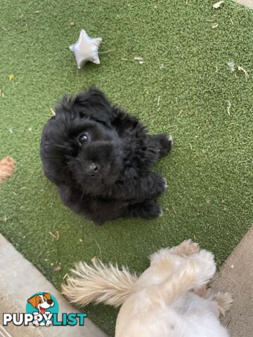 Poodle x. Very cheeky