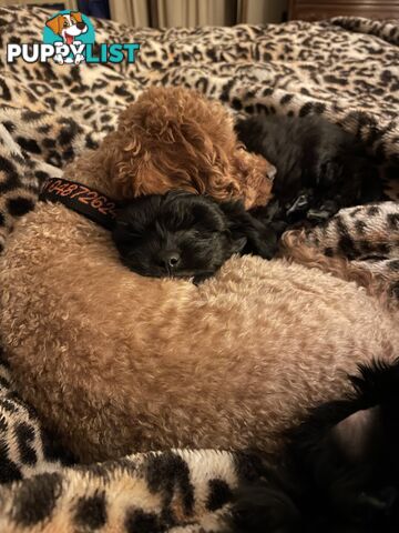 Poodle x. Very cheeky
