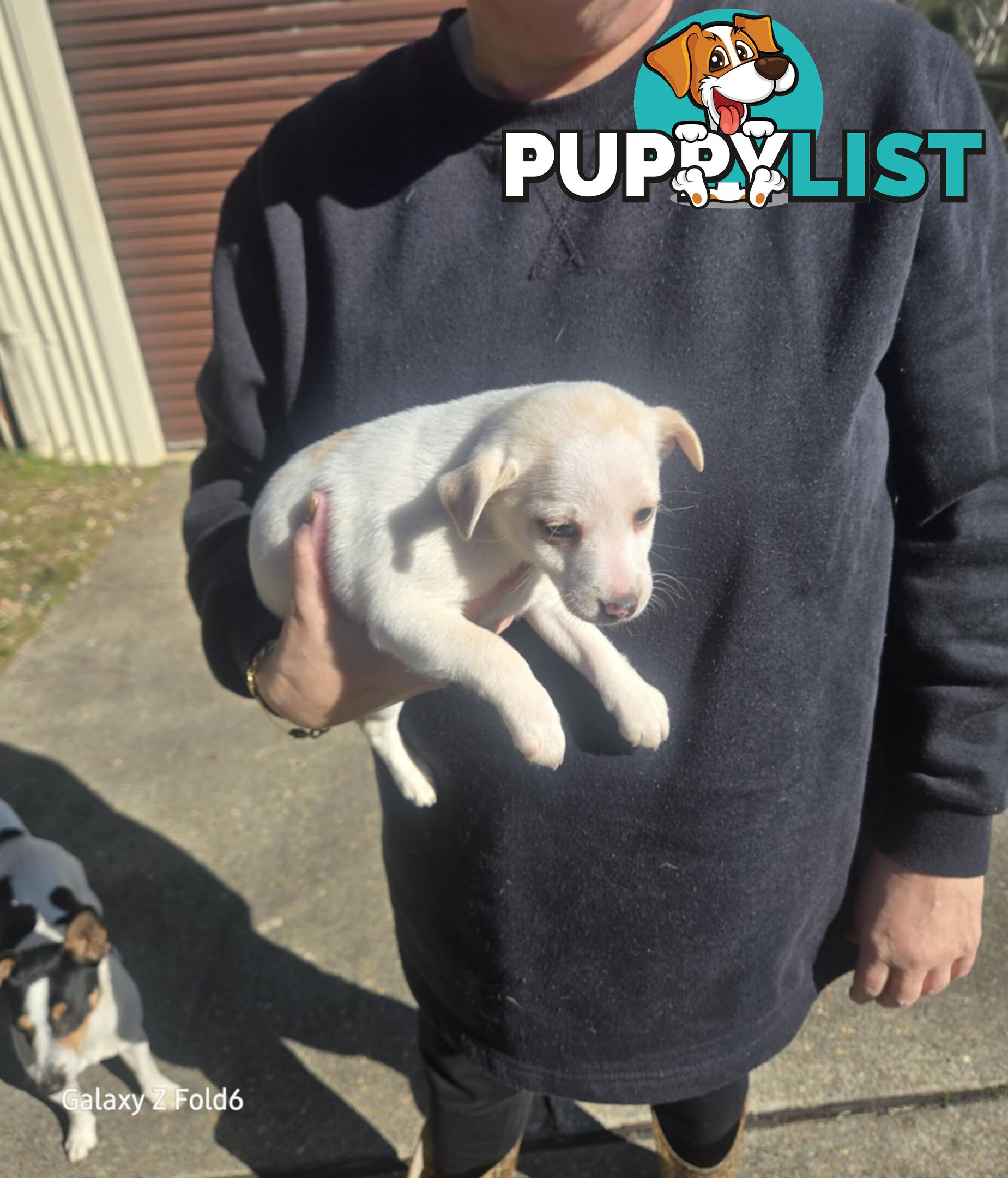 MINIATURE FOX TERRIER X JACK RUSSELL PUPPIES 6 WEEKS OLD