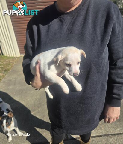 MINIATURE FOX TERRIER X JACK RUSSELL PUPPIES 6 WEEKS OLD