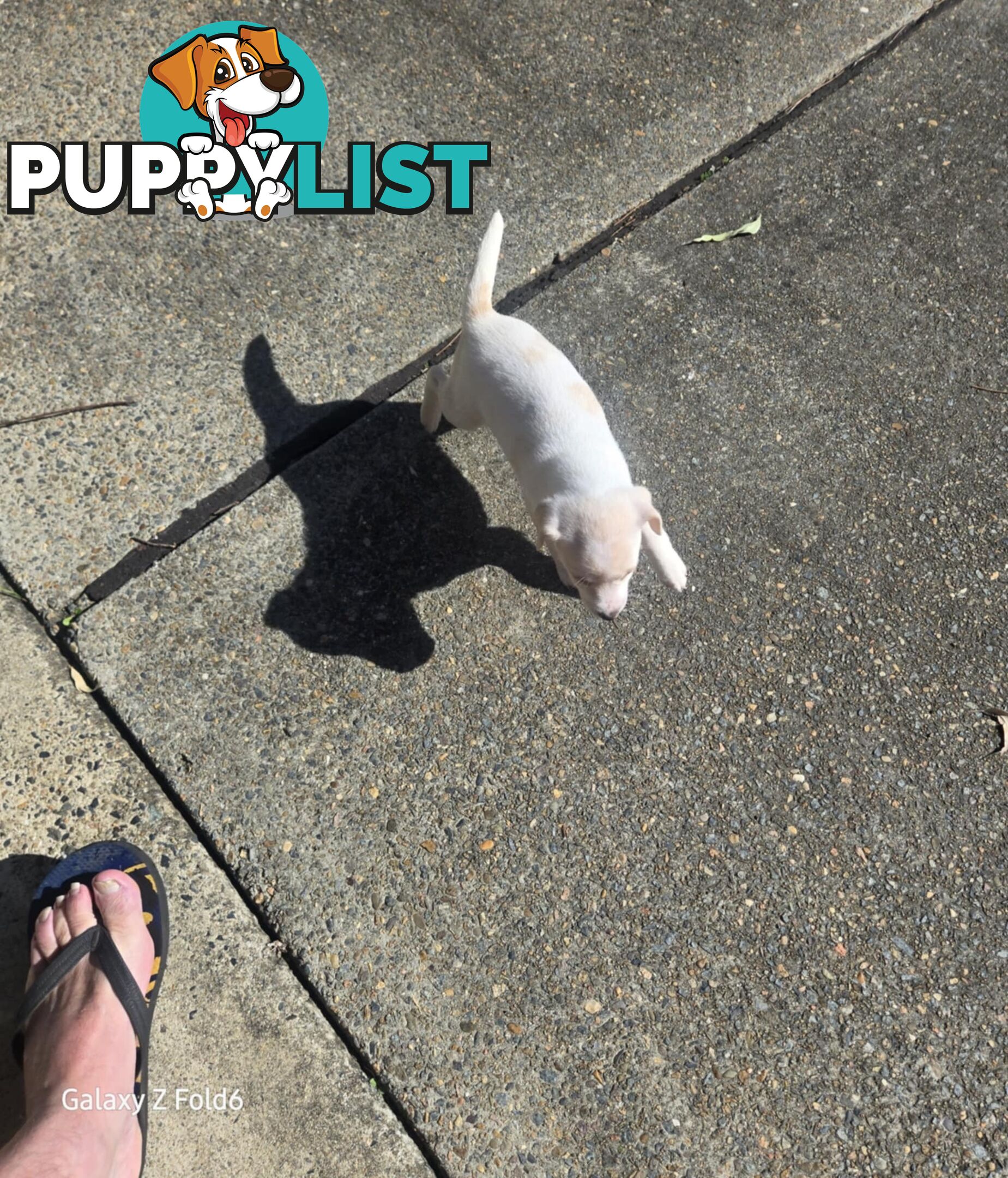MINIATURE FOX TERRIER X JACK RUSSELL PUPPIES 6 WEEKS OLD
