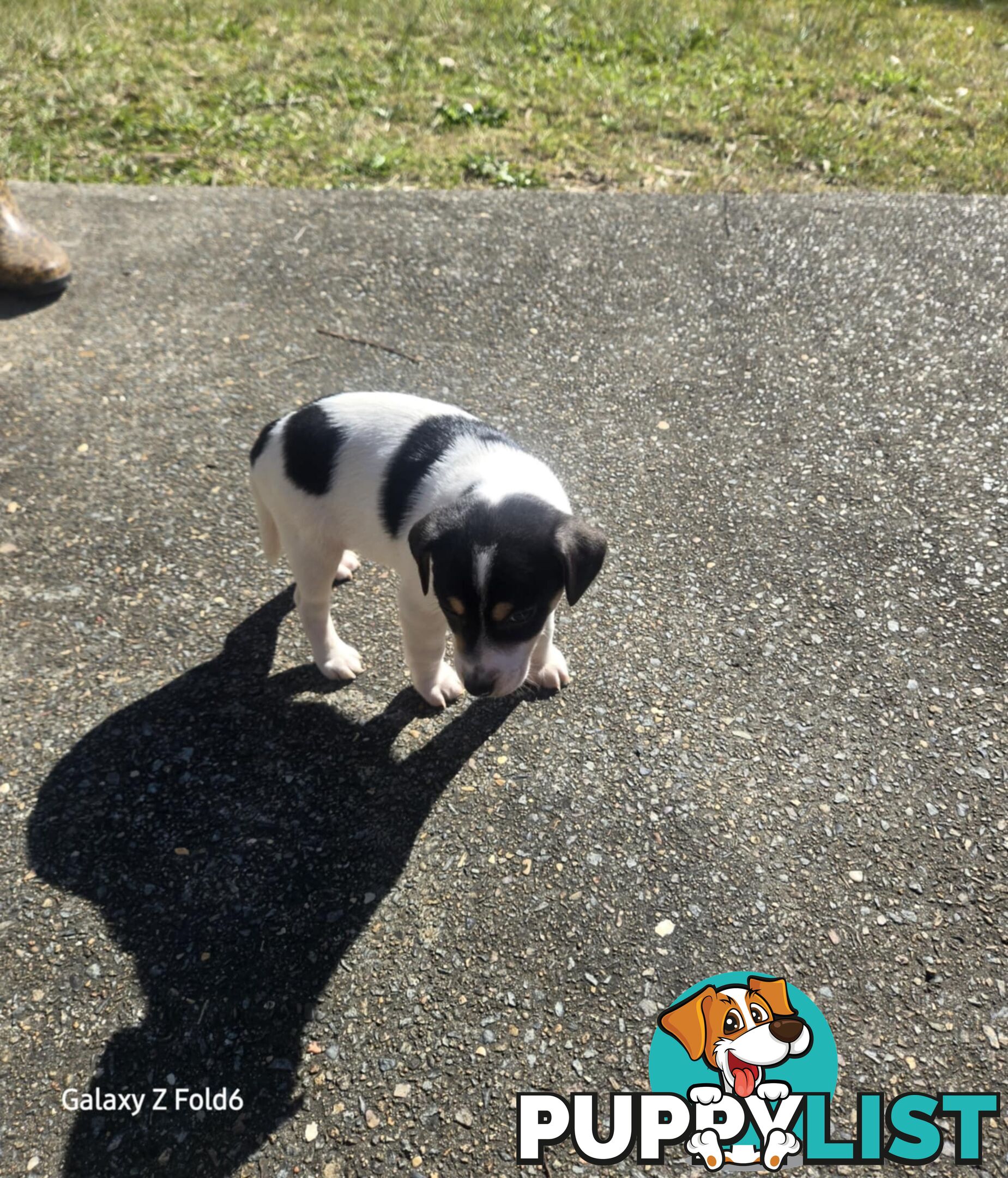 MINIATURE FOX TERRIER X JACK RUSSELL PUPPIES 6 WEEKS OLD