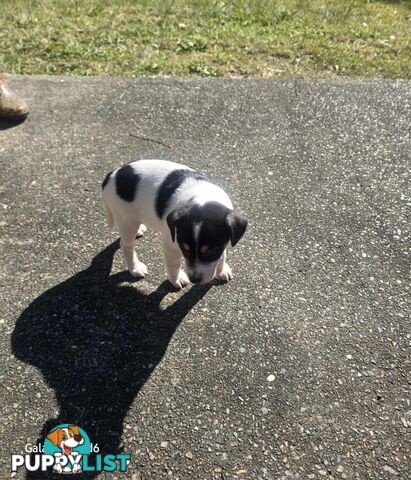 MINIATURE FOX TERRIER X JACK RUSSELL PUPPIES 6 WEEKS OLD