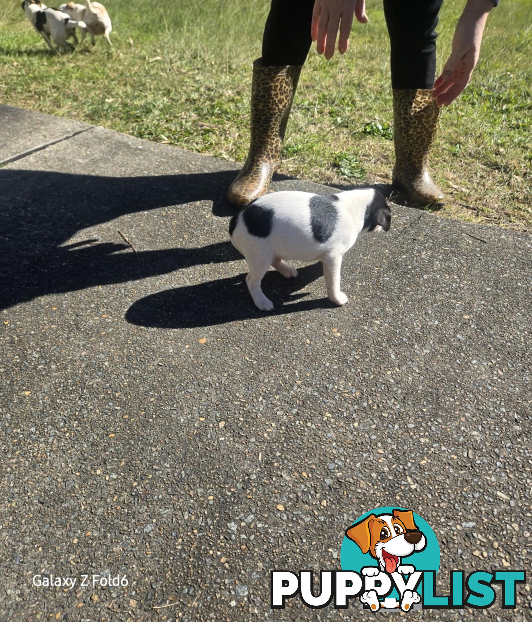 MINIATURE FOX TERRIER X JACK RUSSELL PUPPIES 6 WEEKS OLD