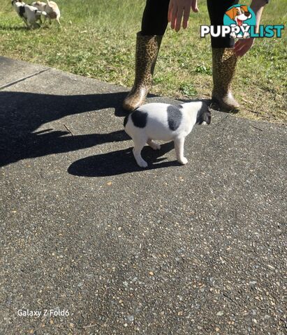 MINIATURE FOX TERRIER X JACK RUSSELL PUPPIES 6 WEEKS OLD