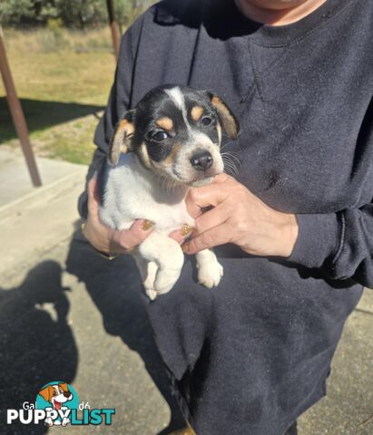 MINIATURE FOX TERRIER X JACK RUSSELL PUPPIES 6 WEEKS OLD