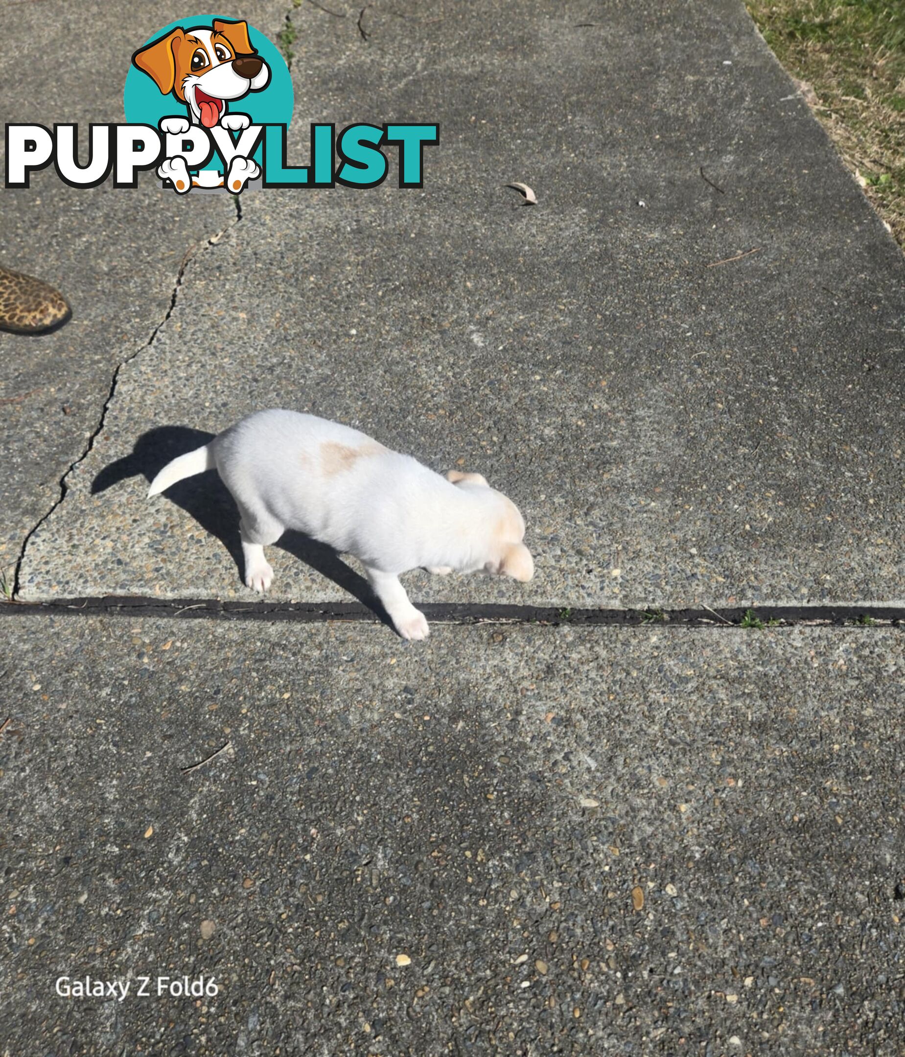 MINIATURE FOX TERRIER X JACK RUSSELL PUPPIES 6 WEEKS OLD