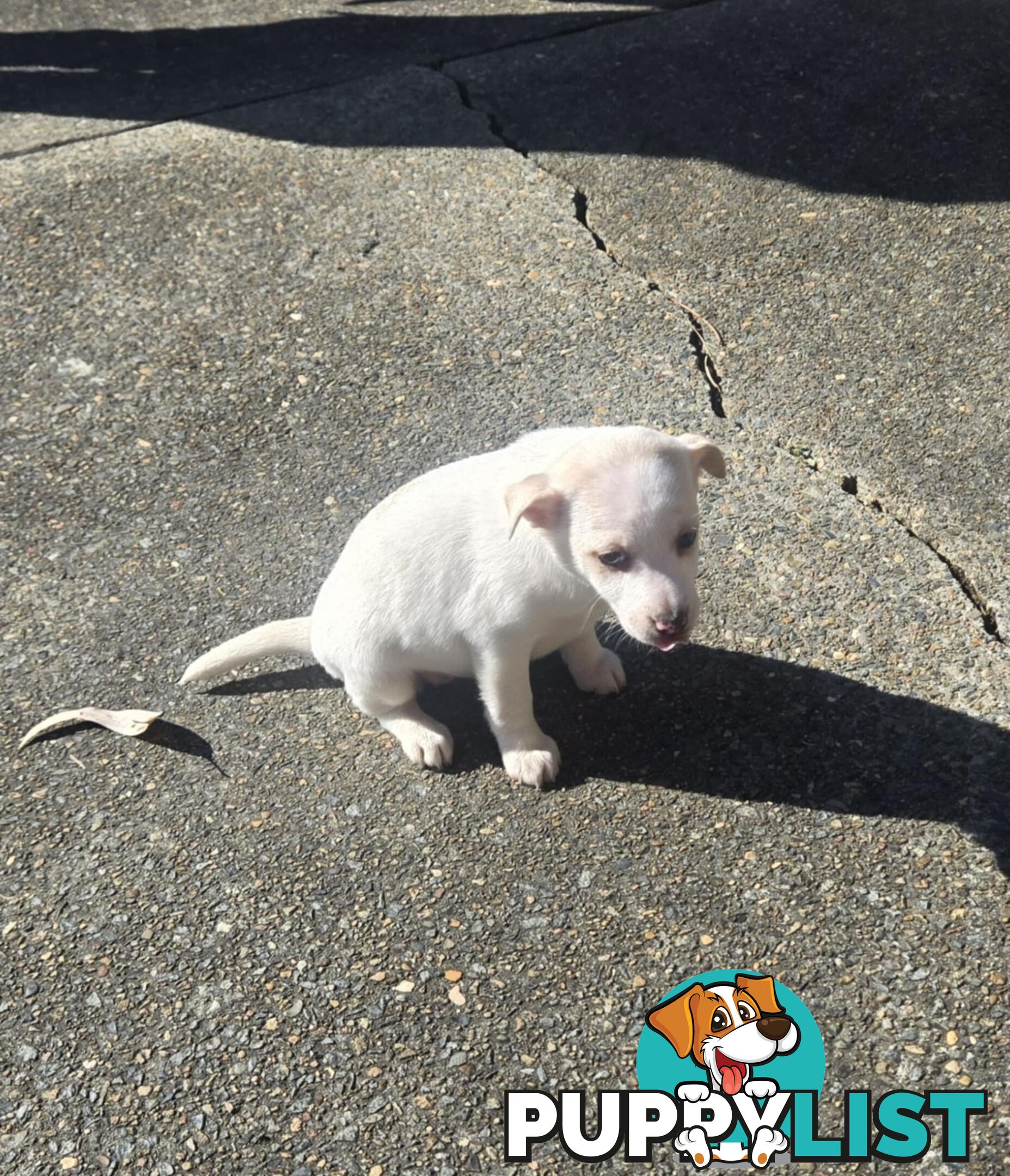 MINIATURE FOX TERRIER X JACK RUSSELL PUPPIES 6 WEEKS OLD