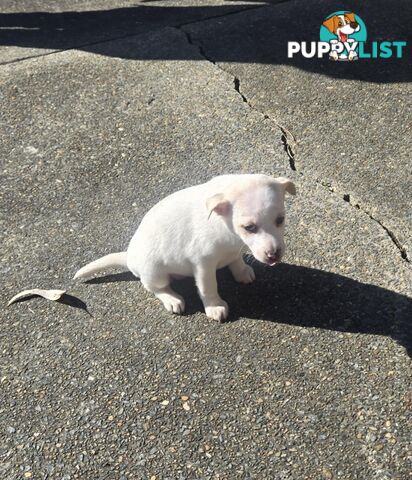 MINIATURE FOX TERRIER X JACK RUSSELL PUPPIES 6 WEEKS OLD