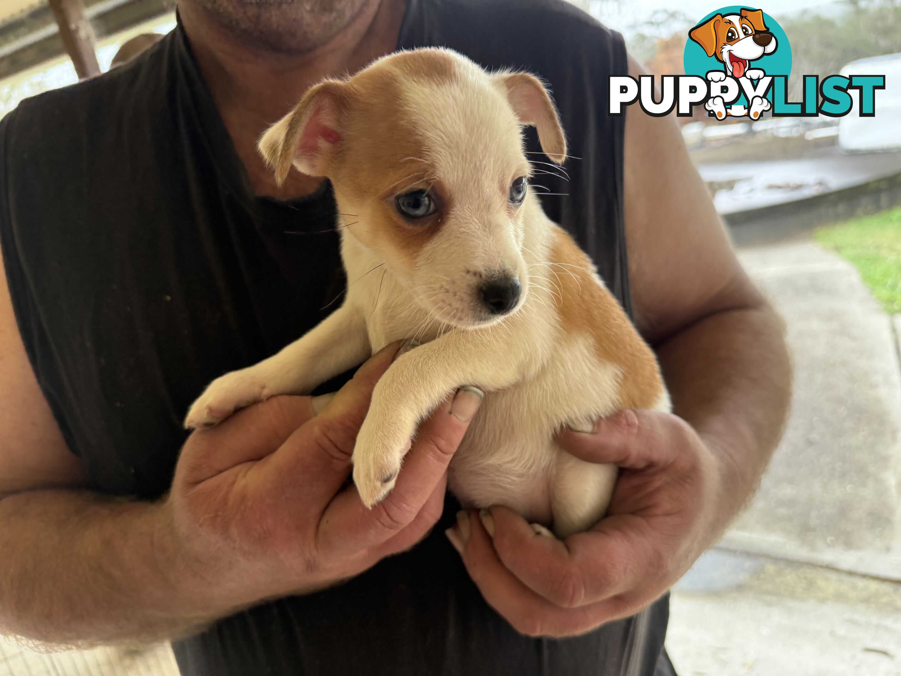 FOX TERRIER MINIATURE X JACK RUSSELL PUPPIES 7 WEEKS OLD