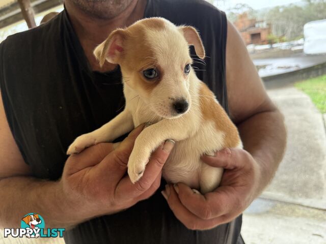 FOX TERRIER MINIATURE X JACK RUSSELL PUPPIES 7 WEEKS OLD