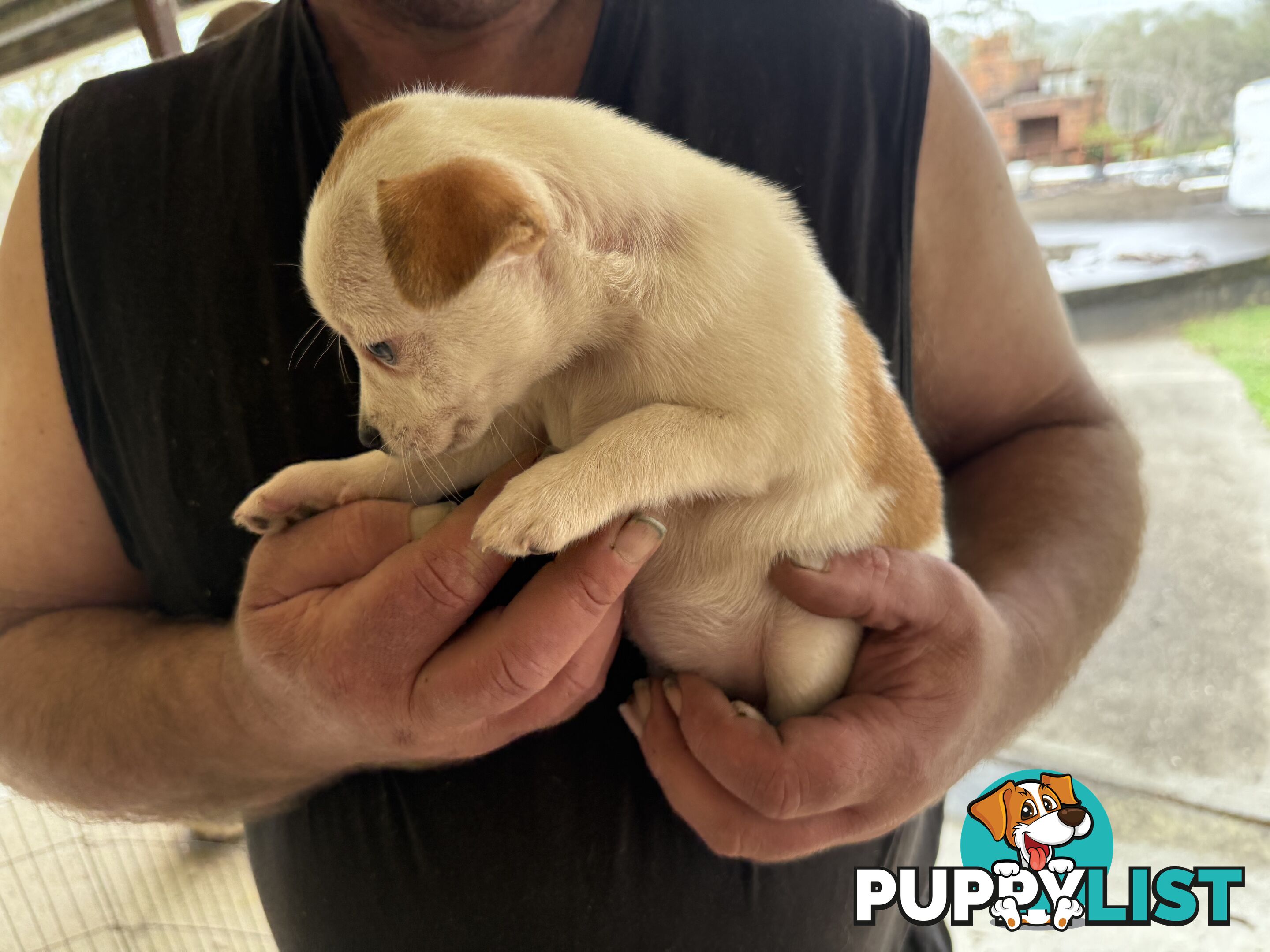 FOX TERRIER MINIATURE X JACK RUSSELL PUPPIES 7 WEEKS OLD