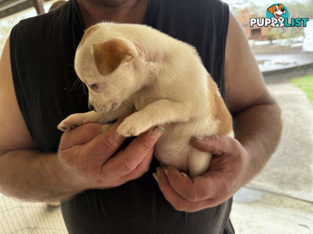 FOX TERRIER MINIATURE X JACK RUSSELL PUPPIES 7 WEEKS OLD