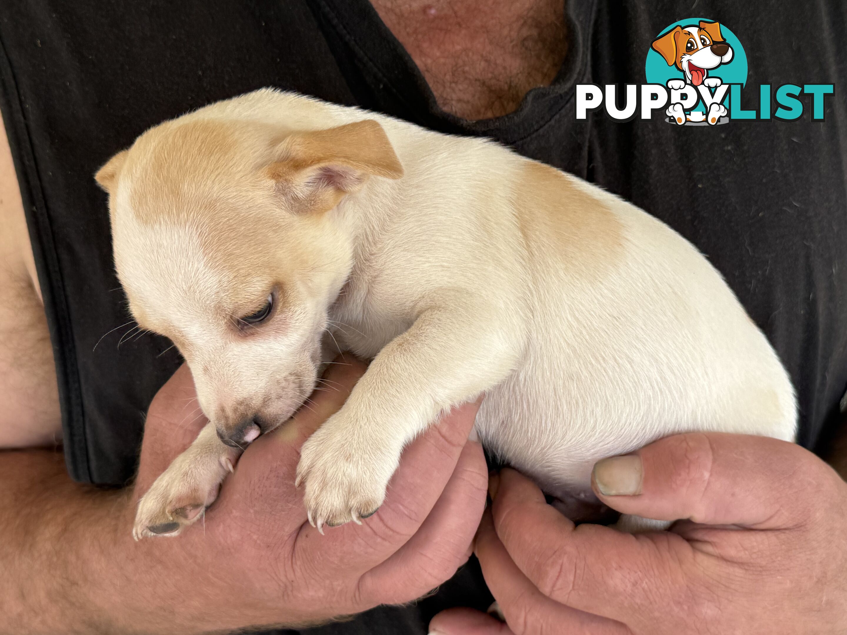 FOX TERRIER MINIATURE X JACK RUSSELL PUPPIES 7 WEEKS OLD