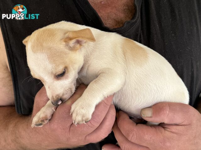 FOX TERRIER MINIATURE X JACK RUSSELL PUPPIES 7 WEEKS OLD