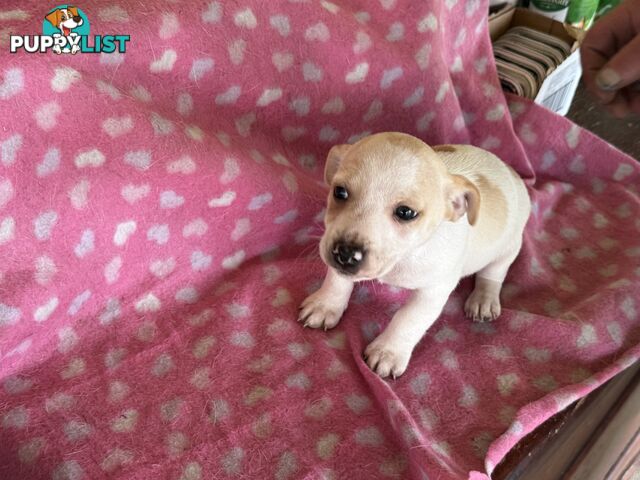 FOX TERRIER MINIATURE X JACK RUSSELL PUPPIES 7 WEEKS OLD