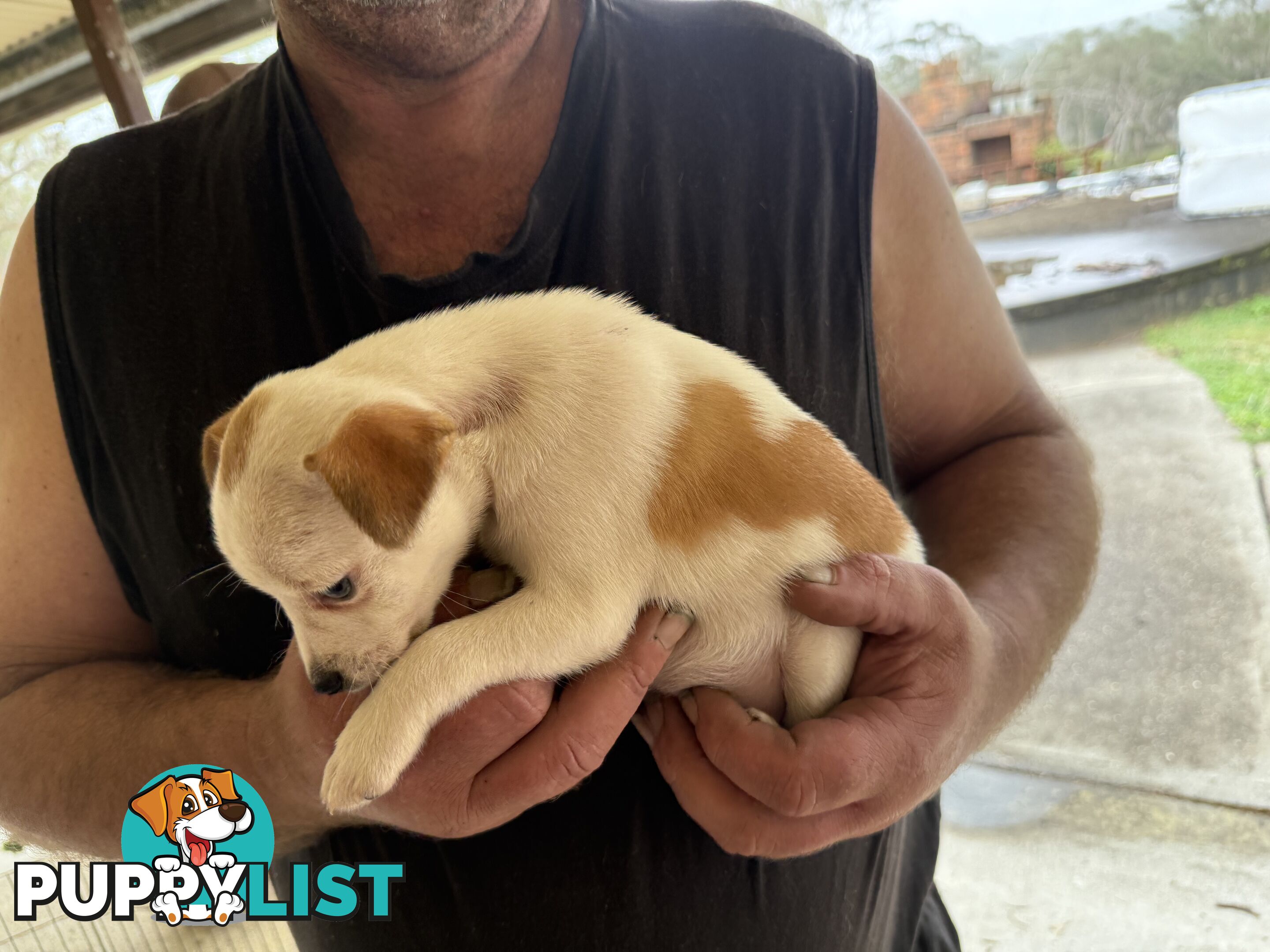 FOX TERRIER MINIATURE X JACK RUSSELL PUPPIES 7 WEEKS OLD