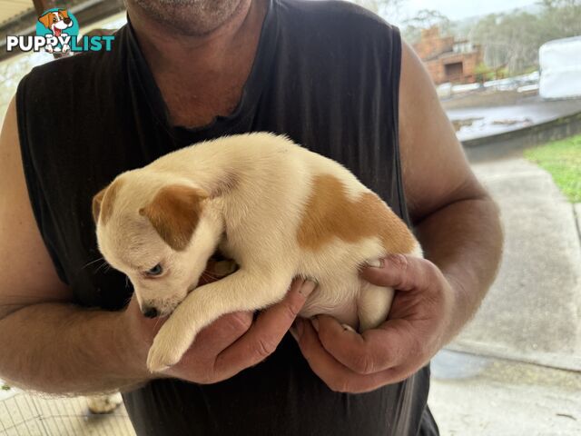 FOX TERRIER MINIATURE X JACK RUSSELL PUPPIES 7 WEEKS OLD