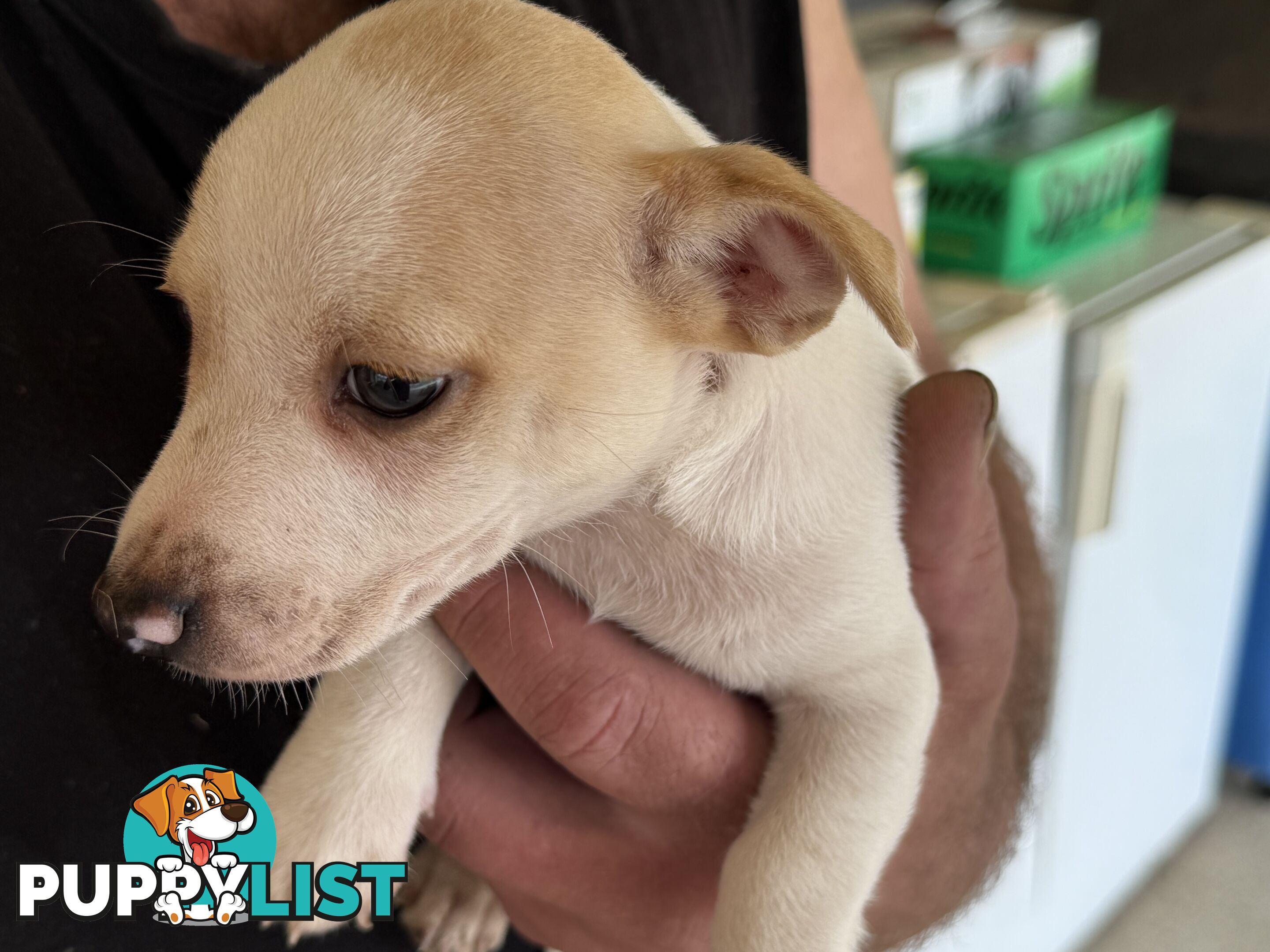 FOX TERRIER MINIATURE X JACK RUSSELL PUPPIES 7 WEEKS OLD