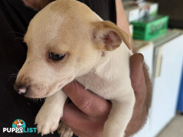 FOX TERRIER MINIATURE X JACK RUSSELL PUPPIES 7 WEEKS OLD