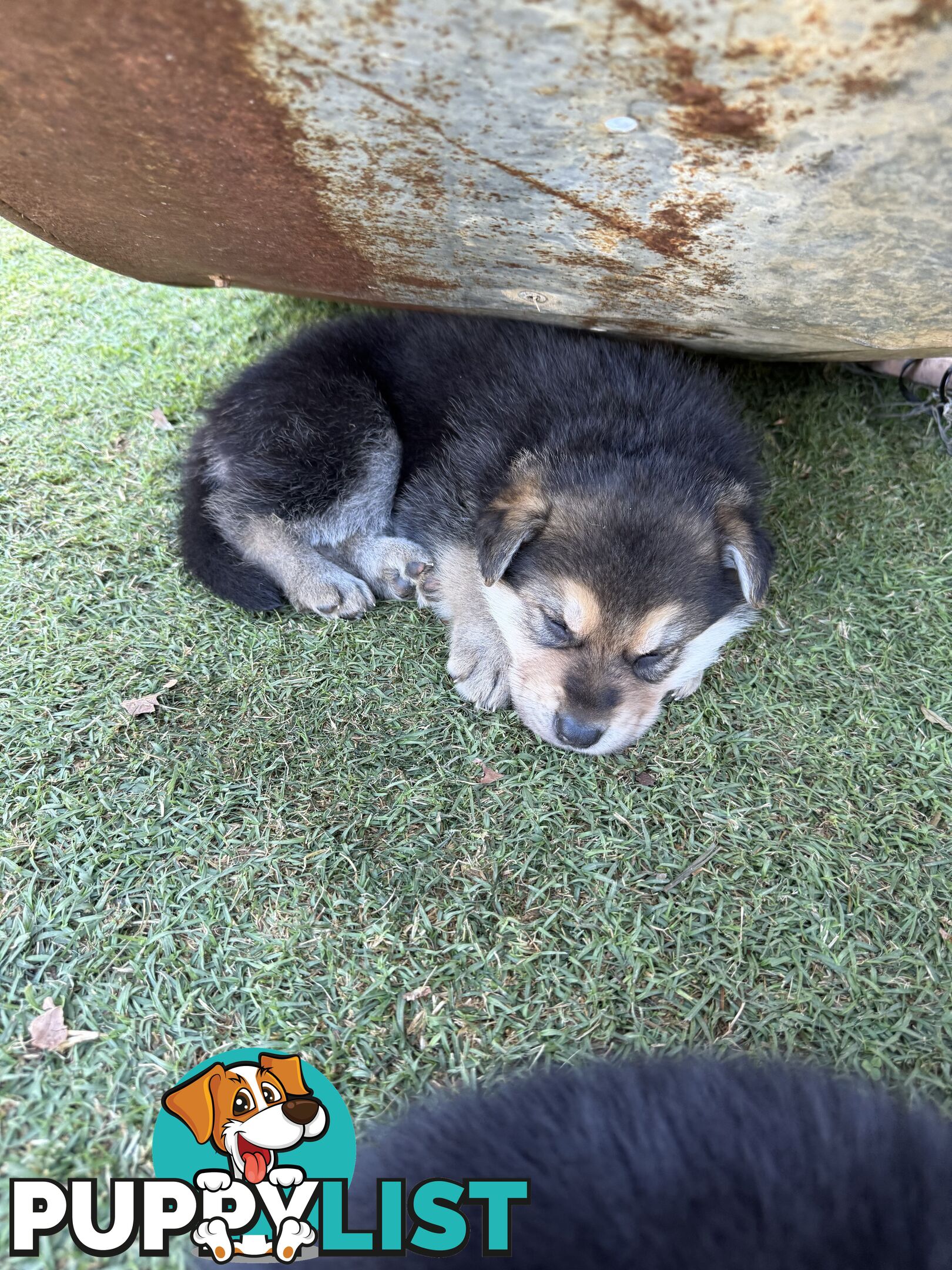 German shepherd puppies