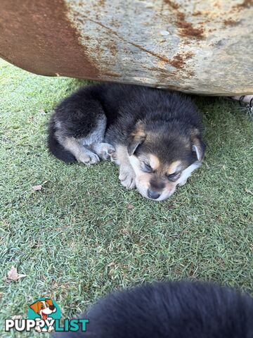German shepherd puppies