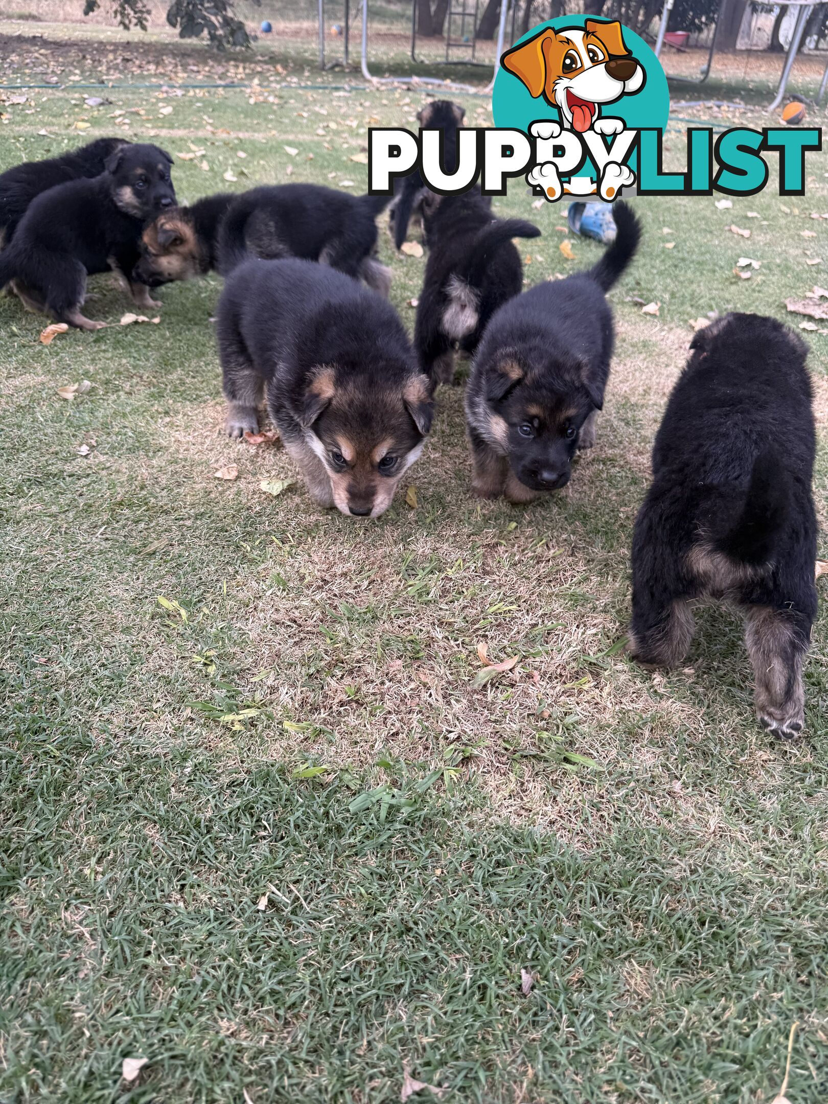 German shepherd puppies