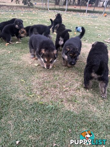 German shepherd puppies