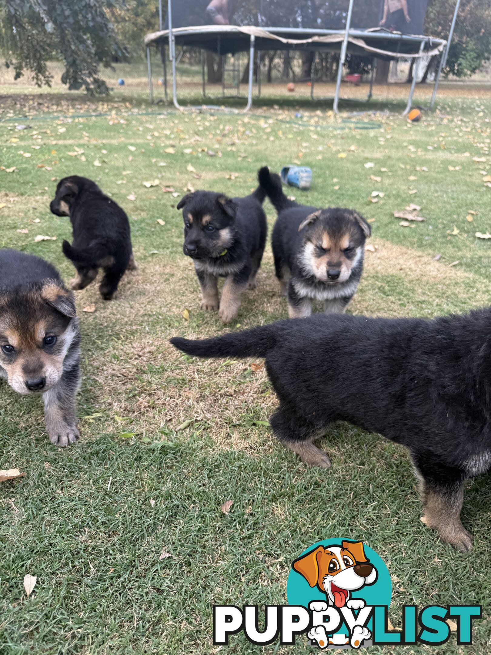 German shepherd puppies