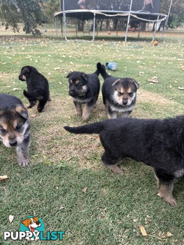 German shepherd puppies