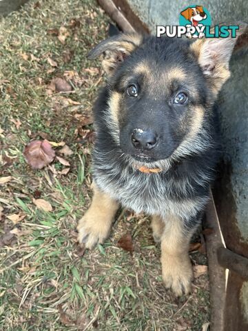 German shepherd puppies