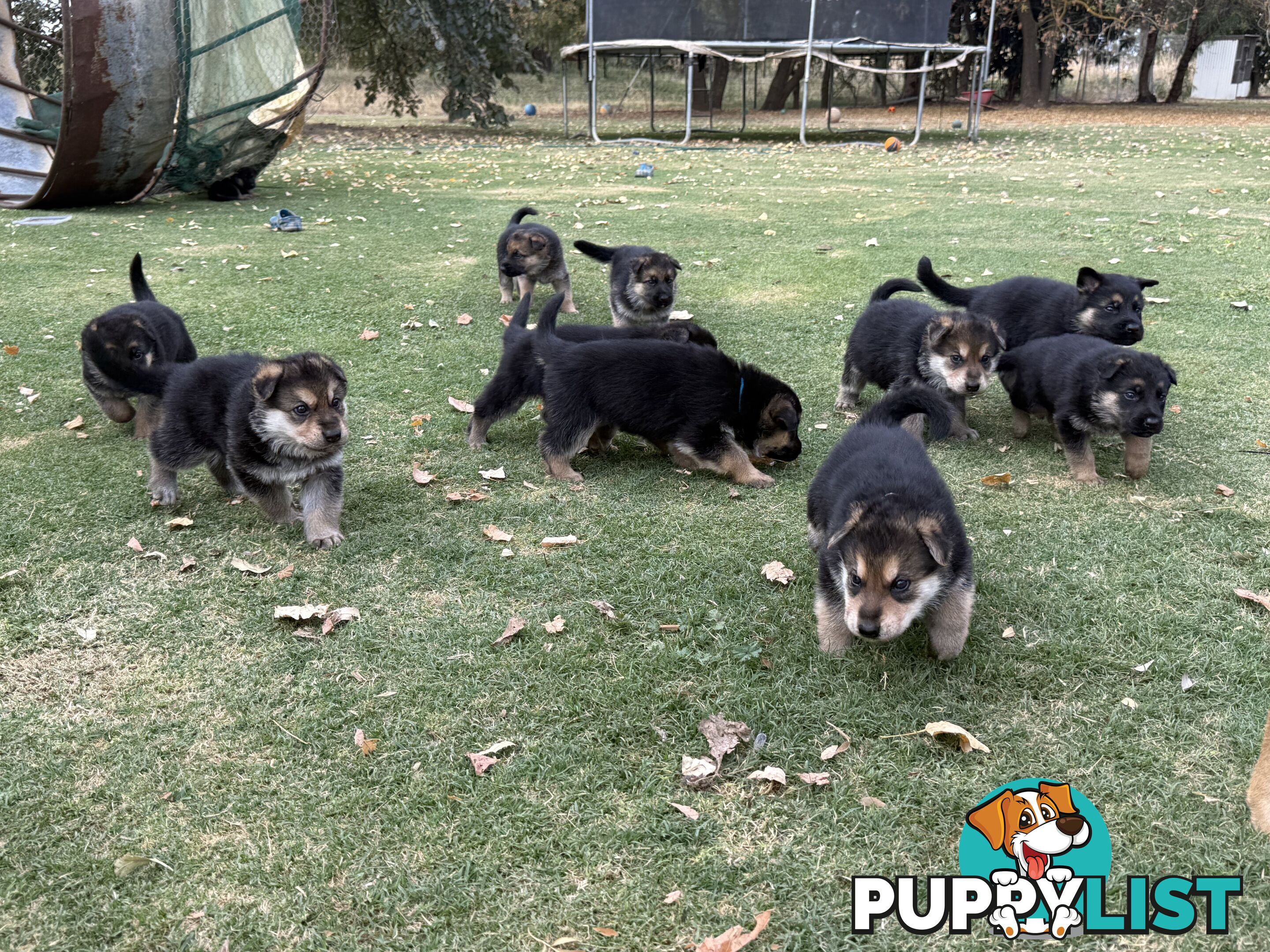 German shepherd puppies