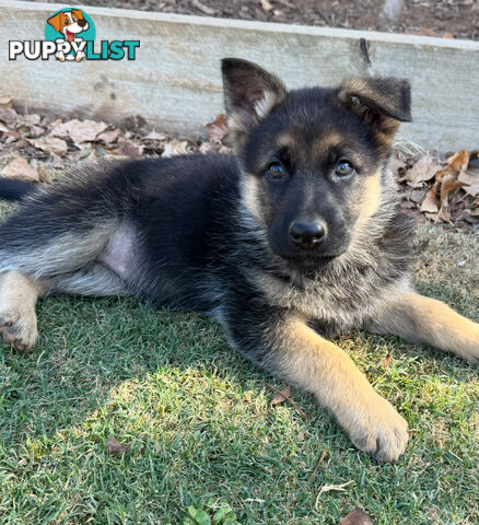 German shepherd puppies
