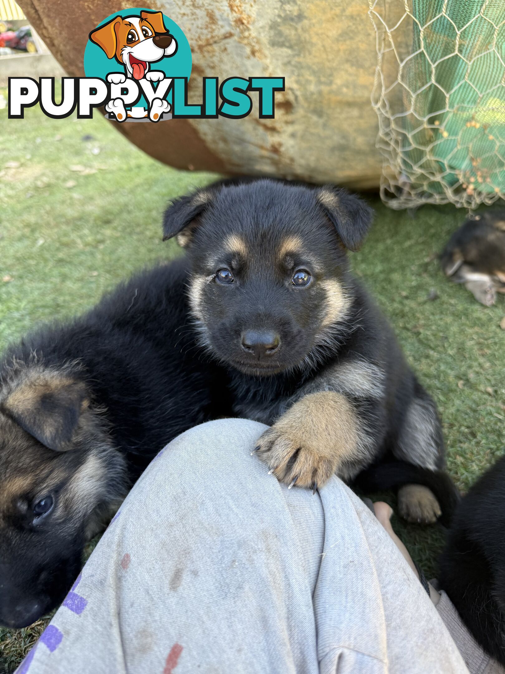 German shepherd puppies