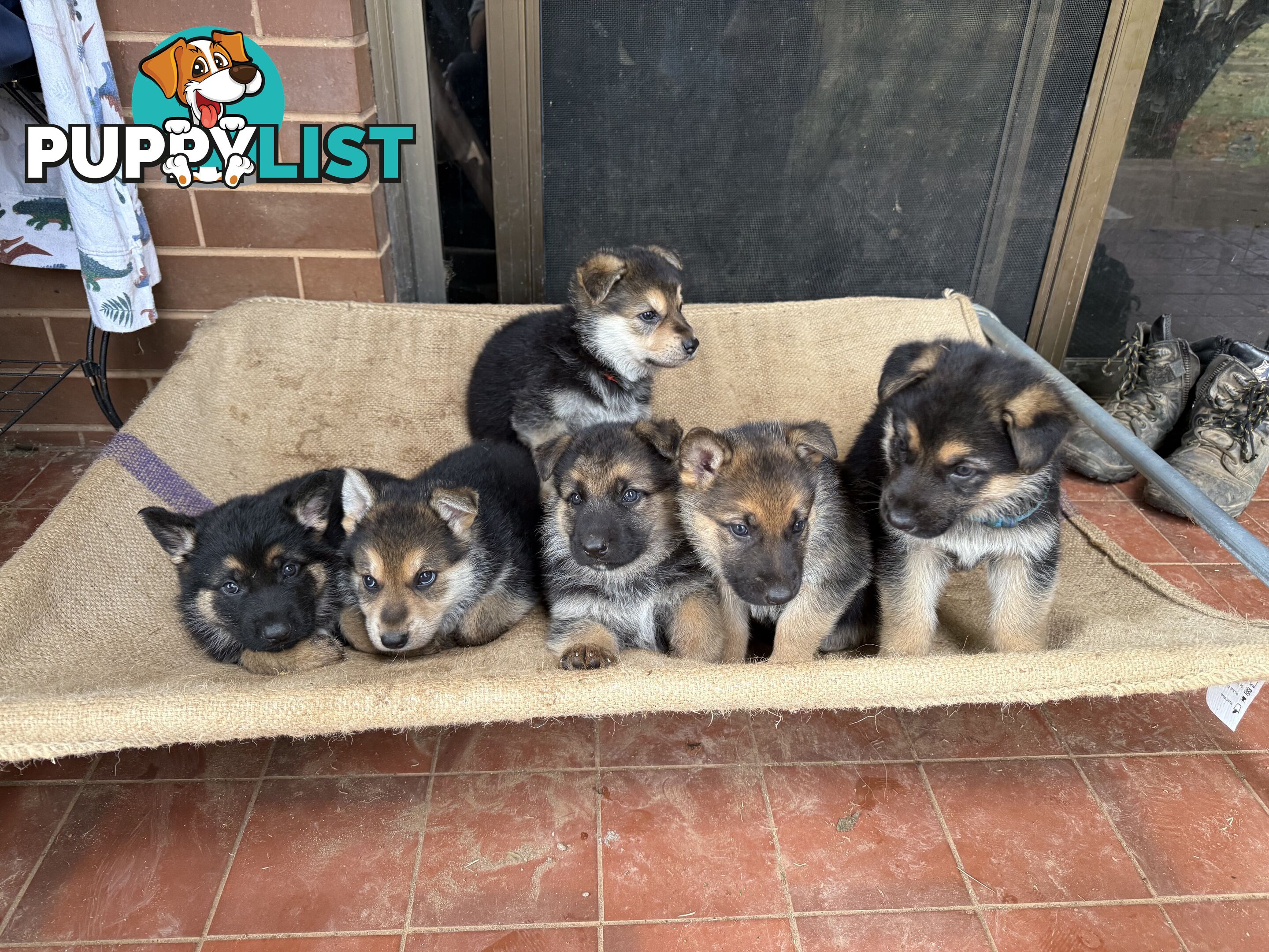 German shepherd puppies