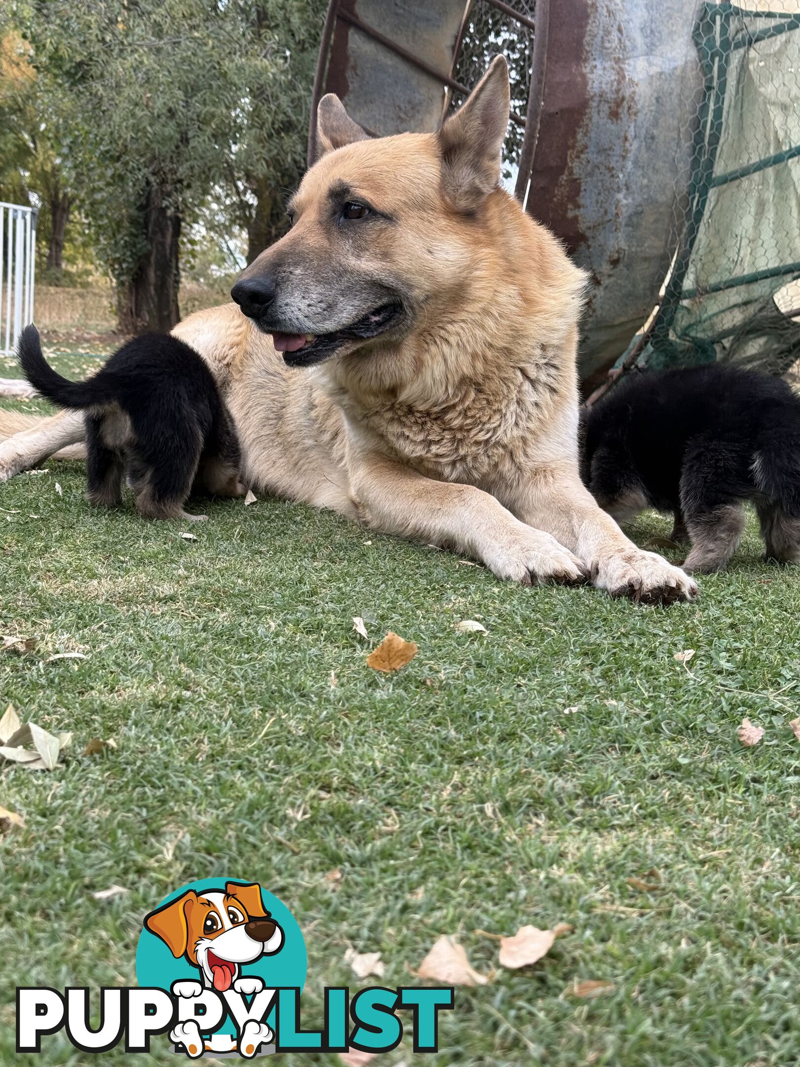 German shepherd puppies